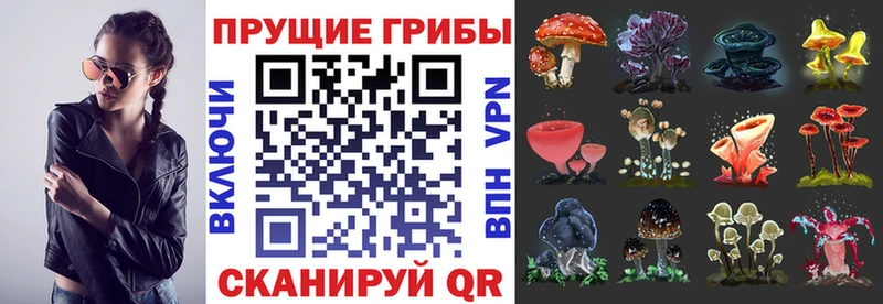 магазин продажи наркотиков  Альметьевск  Псилоцибиновые грибы GOLDEN TEACHER 